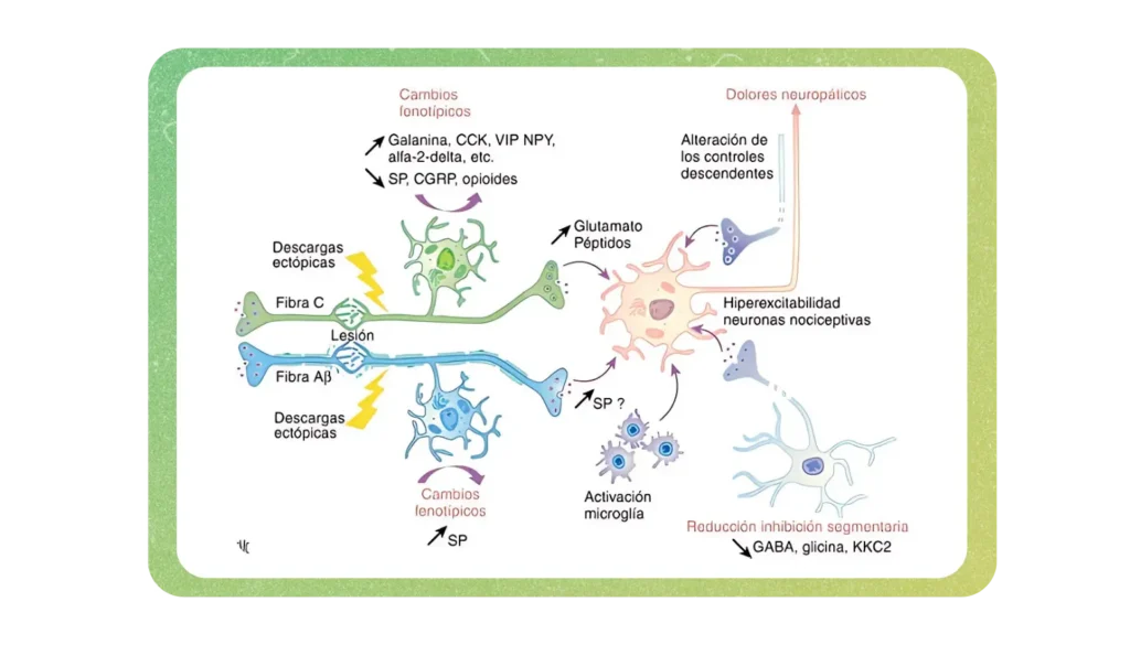 ¿Qué es la Neuroplasticidad?