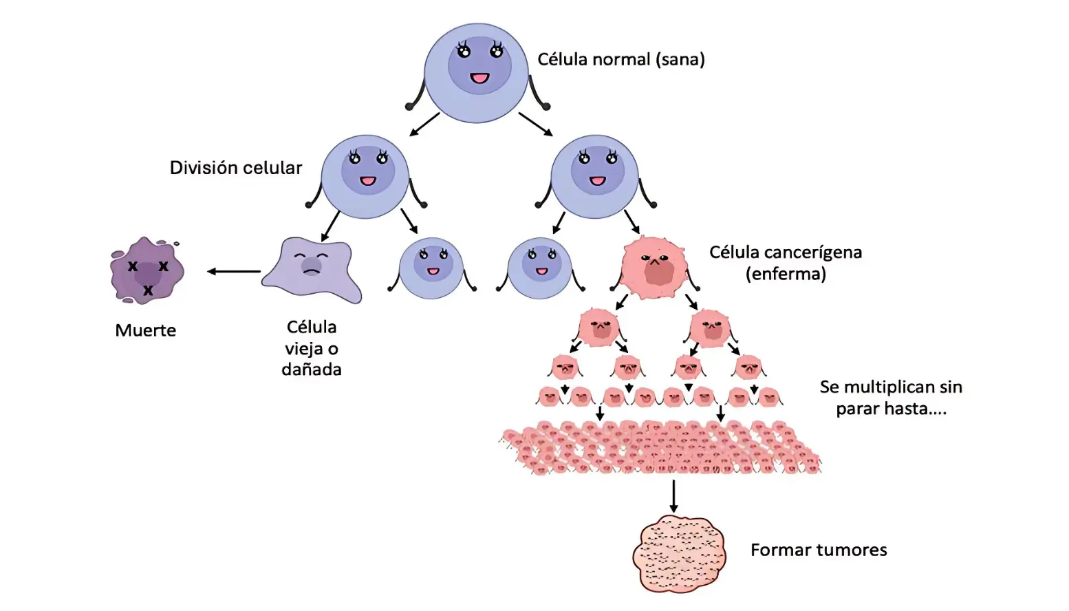 ¿Por qué el cáncer mata?